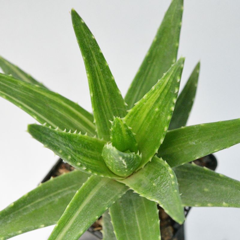 Aloe Mitriformis Variegata