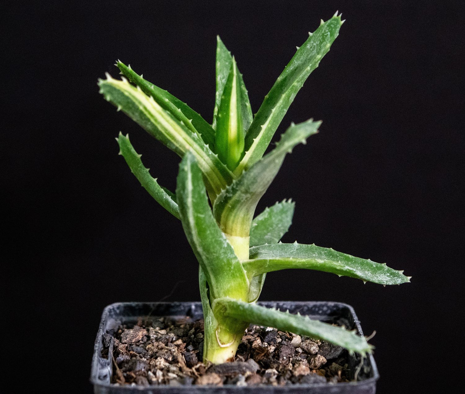 Aloe Mitriformis Variegata Aloe Mitriformis Variegata