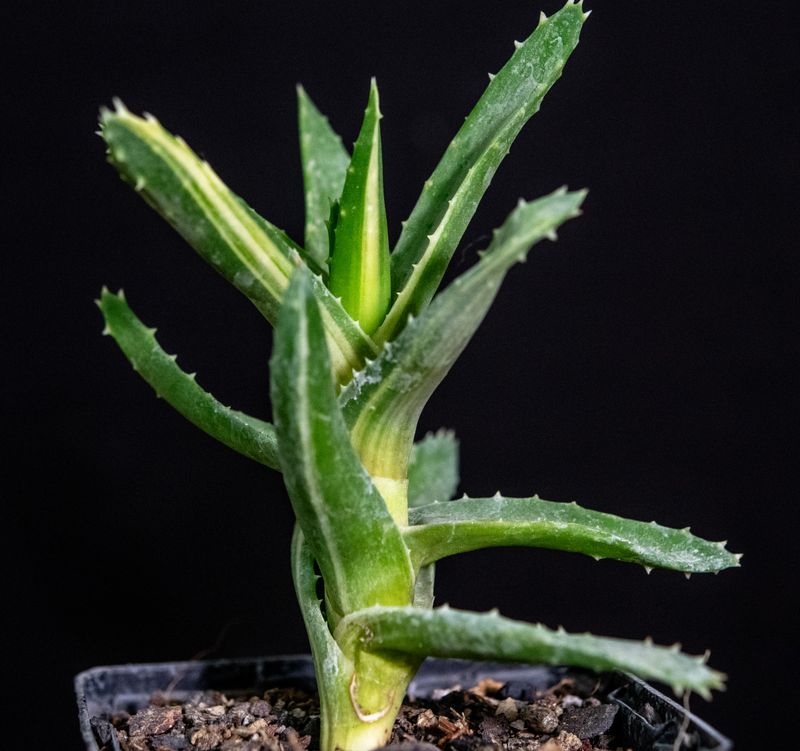 Aloe Mitriformis Variegata