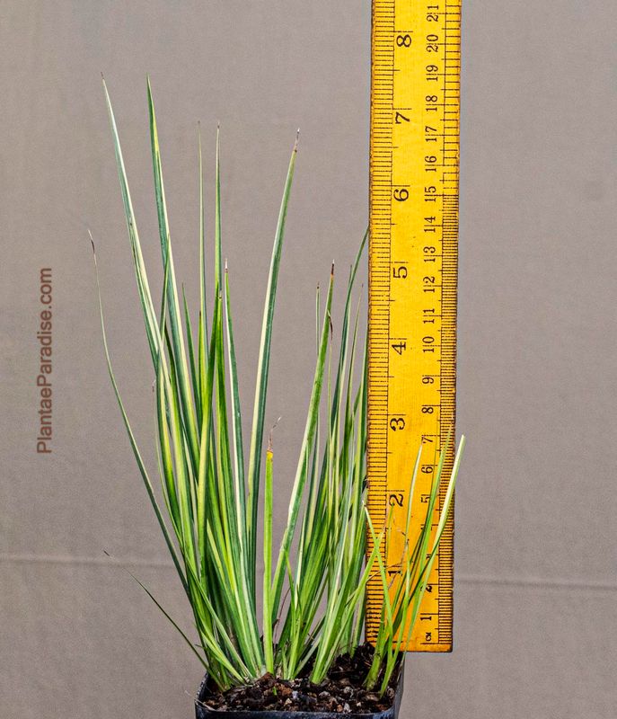 Japanese Variegated Sweet Flag - Acorus gramineus 'variegatus' with ruler for size reference