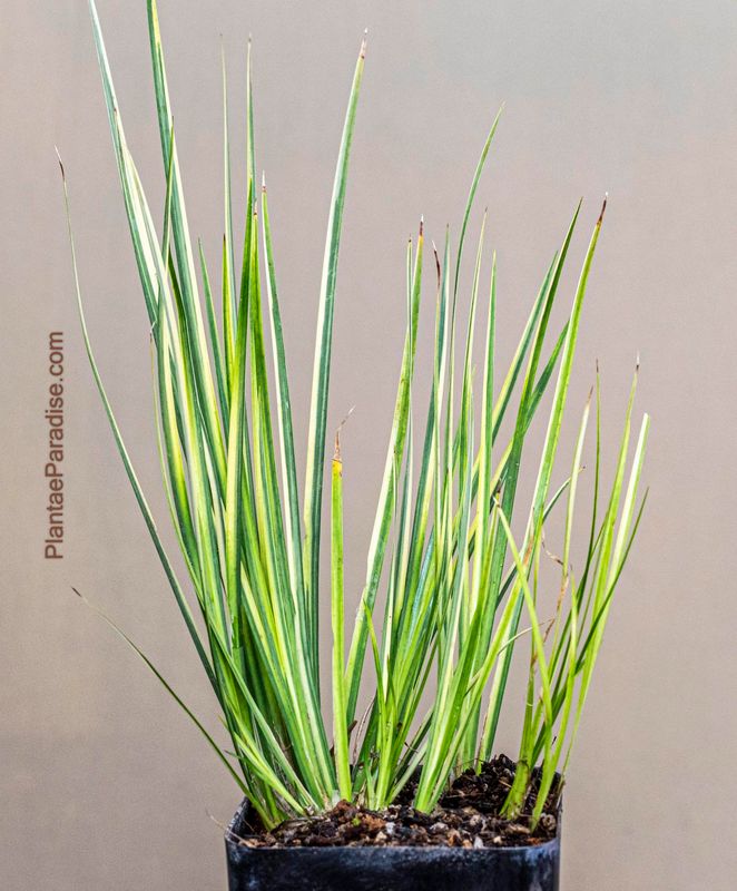 Japanese Variegated Sweet Flag - Acorus gramineus 'variegatus' full plant view