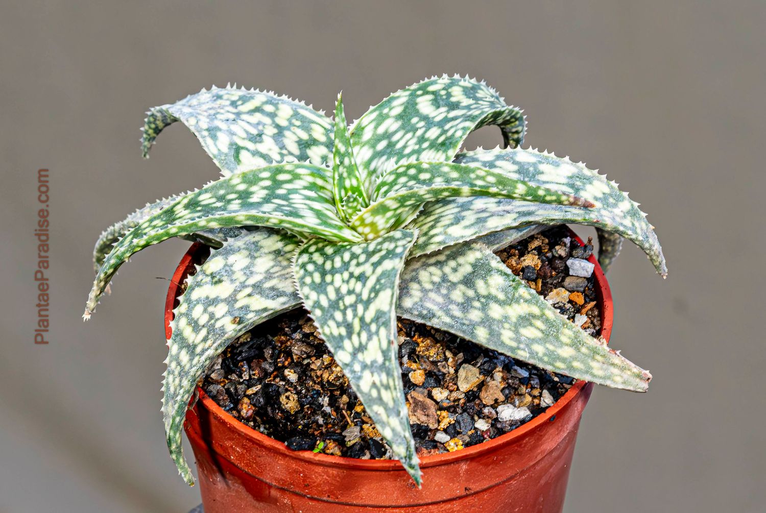Aloe 'Snowstorm' Aloe 'Snowstorm' in terracotta pot full plant view
