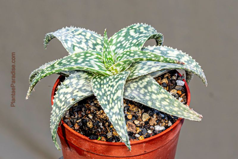 Aloe 'Snowstorm' in terracotta pot full plant view