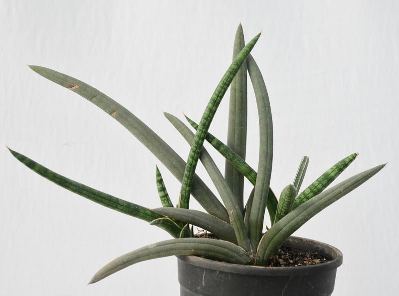 Sansevieria hybrid Sansevieria hybrid