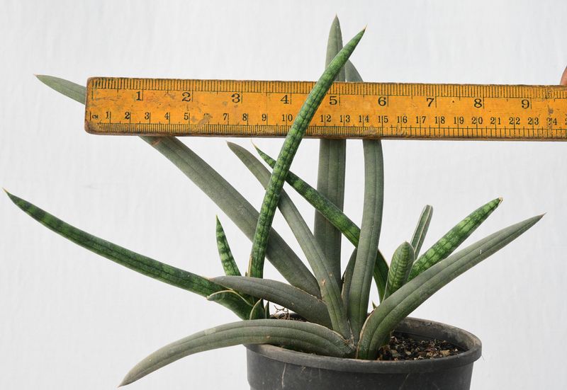 Sansevieria hybrid with ruler for size reference