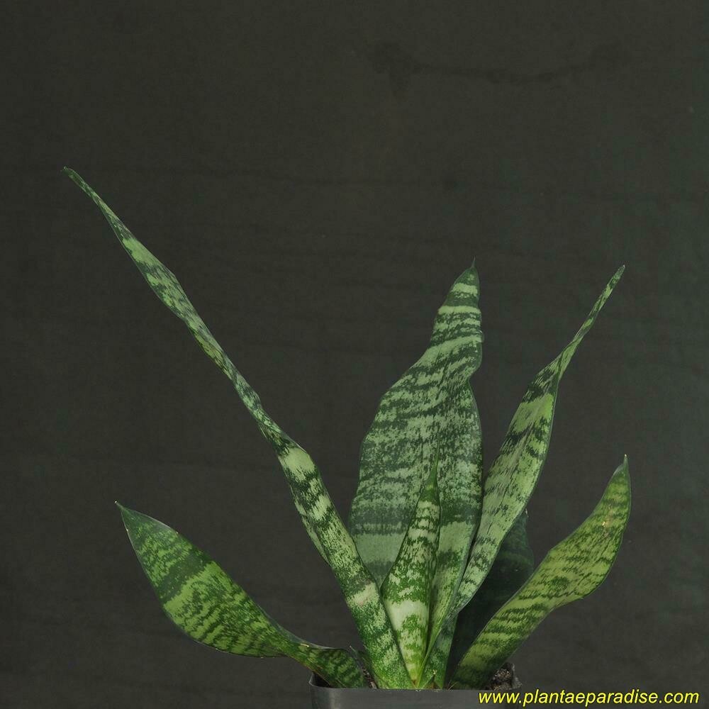 Sansevieria hybrid top-down view