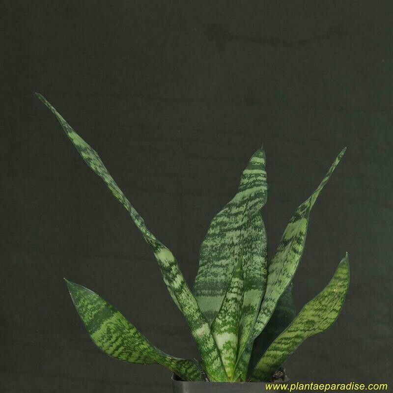 Sansevieria hybrid top-down view