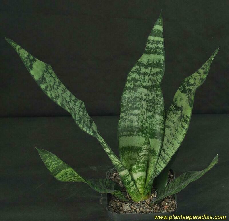 Sansevieria hybrid full plant with soil visible
