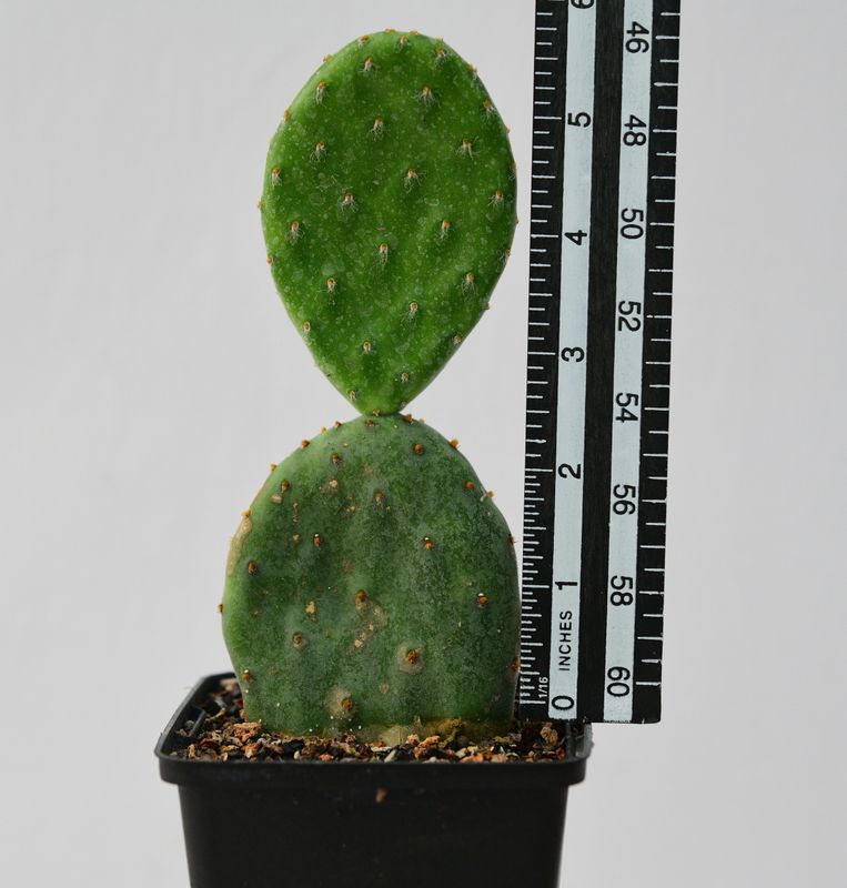 Opuntia decumbens with ruler for size reference