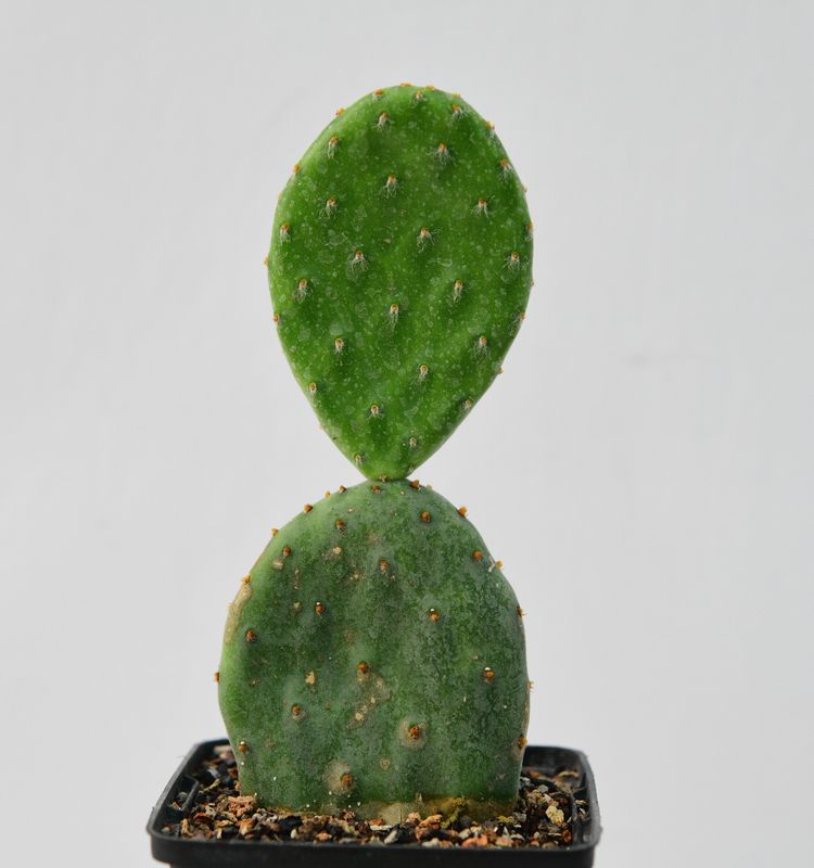 Opuntia decumbens front view