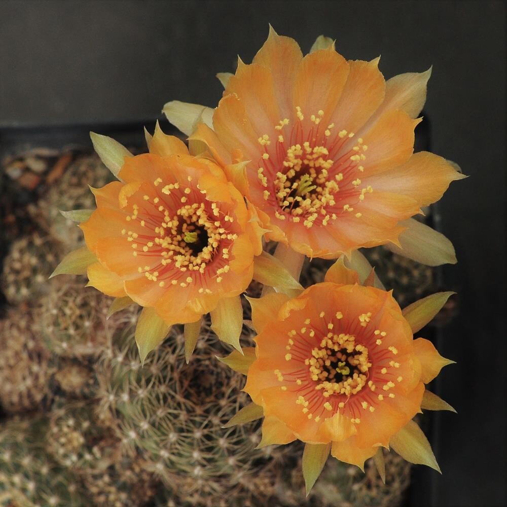 Orange Yellow Splash