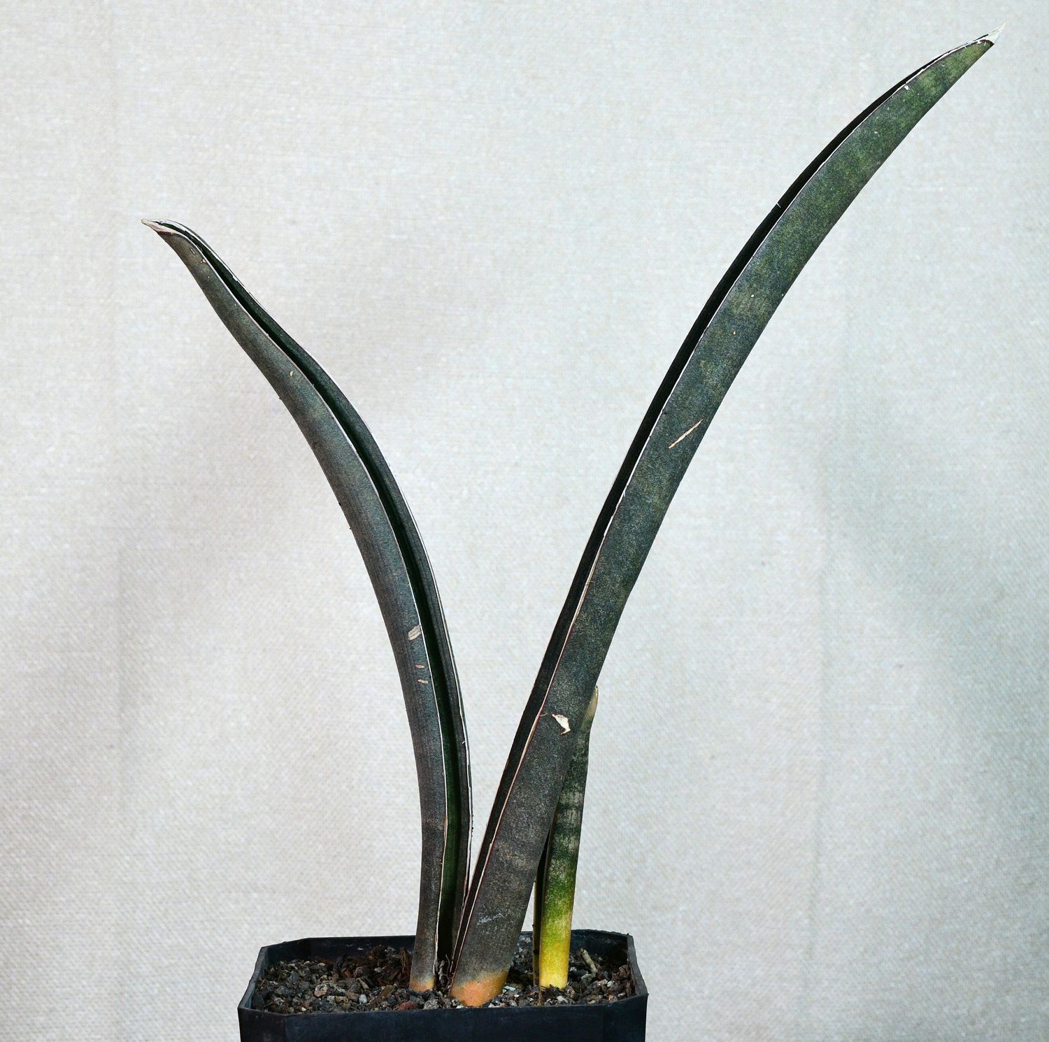 Sansevieria hallii bat potted plant