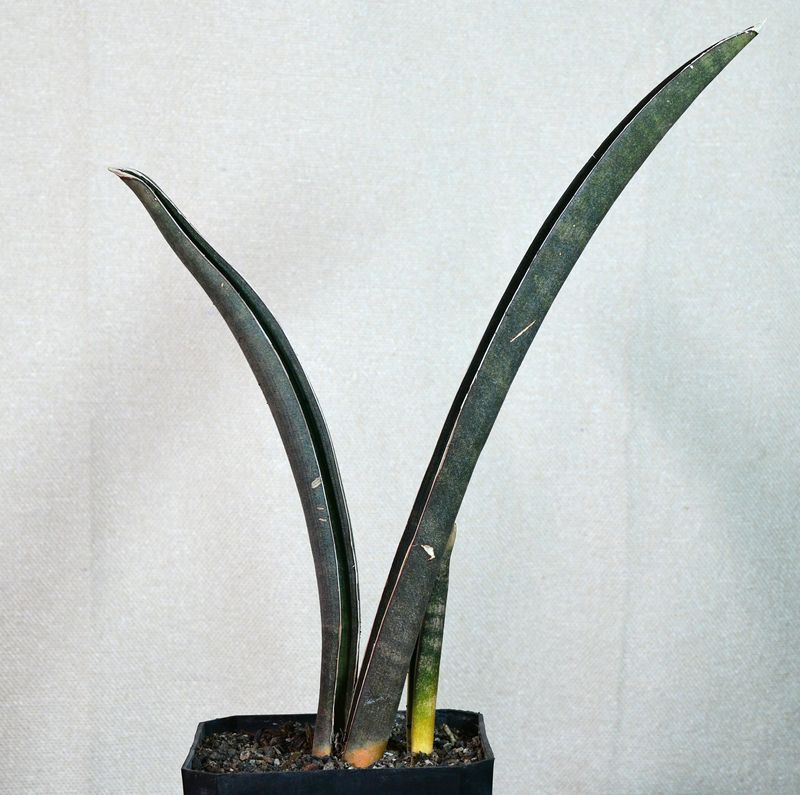 Sansevieria hallii bat potted plant