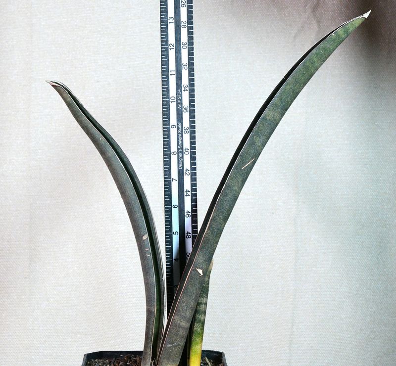 Sansevieria hallii bat with size measurement reference