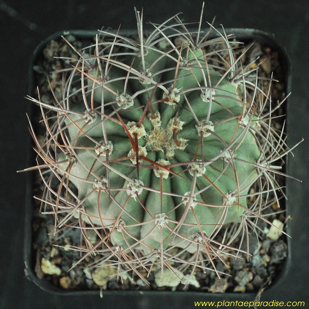 Denmoza Rhodacantha