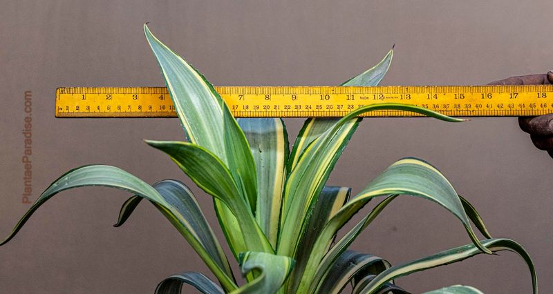 Agave Desmettiana 'Joe Hoak' Variegated Century Plant Agave Desmettiana 'Joe Hoak' Variegated Century Plant with ruler for size reference