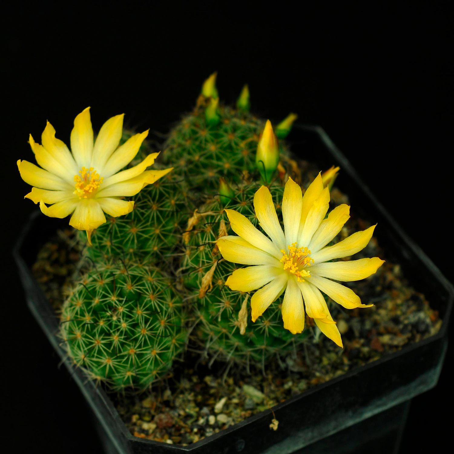 Mammillaria beneckei in bloom with yellow flowers
