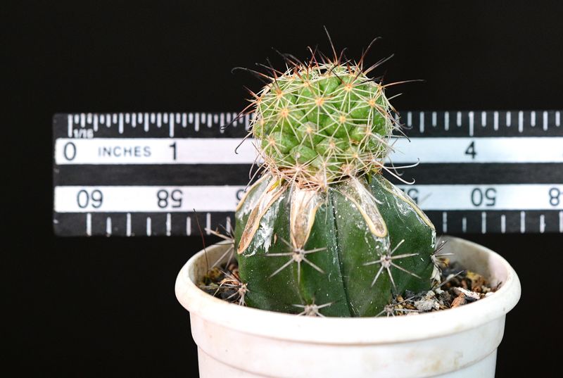 Mammillaria beneckei with ruler for size reference