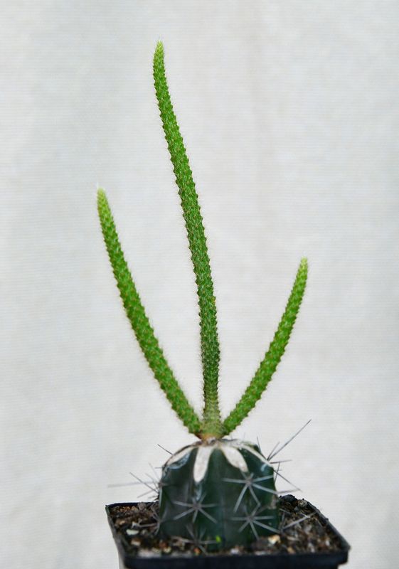 Aporocactus flagelliformis