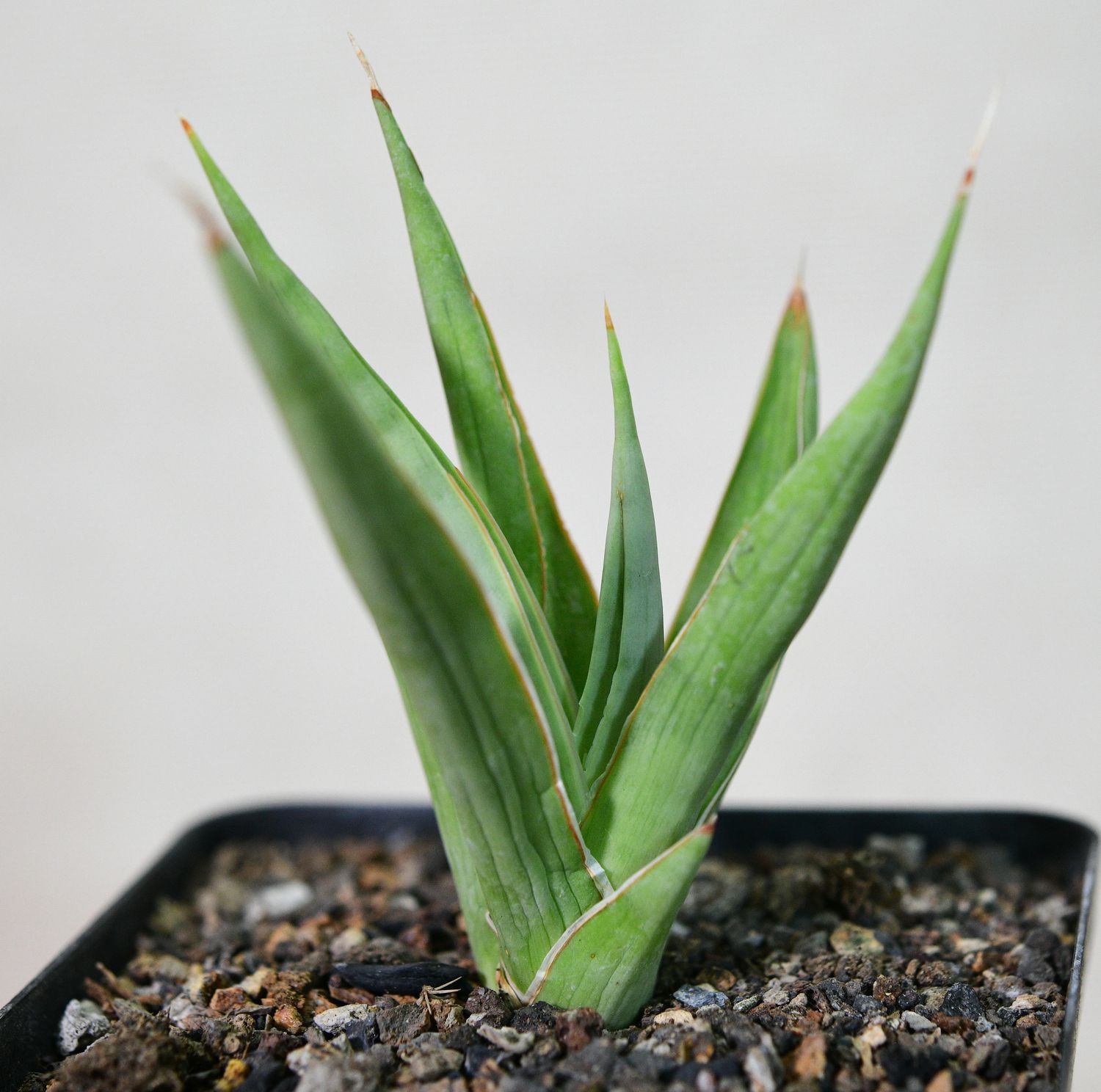 Sansevieria Hybid 'Bai Bid' front view