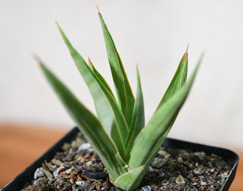 Sansevieria Hybid 'Bai Bid' side angle
