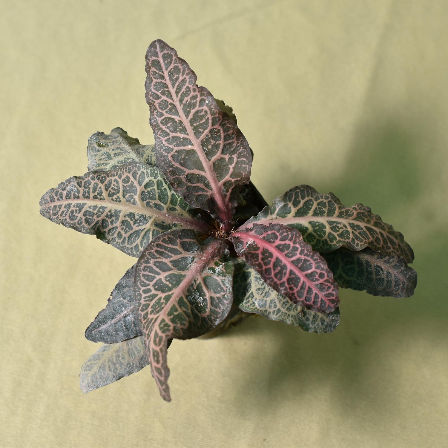 Euphorbia francoisii Red Veins Euphorbia francoisii Red Veins