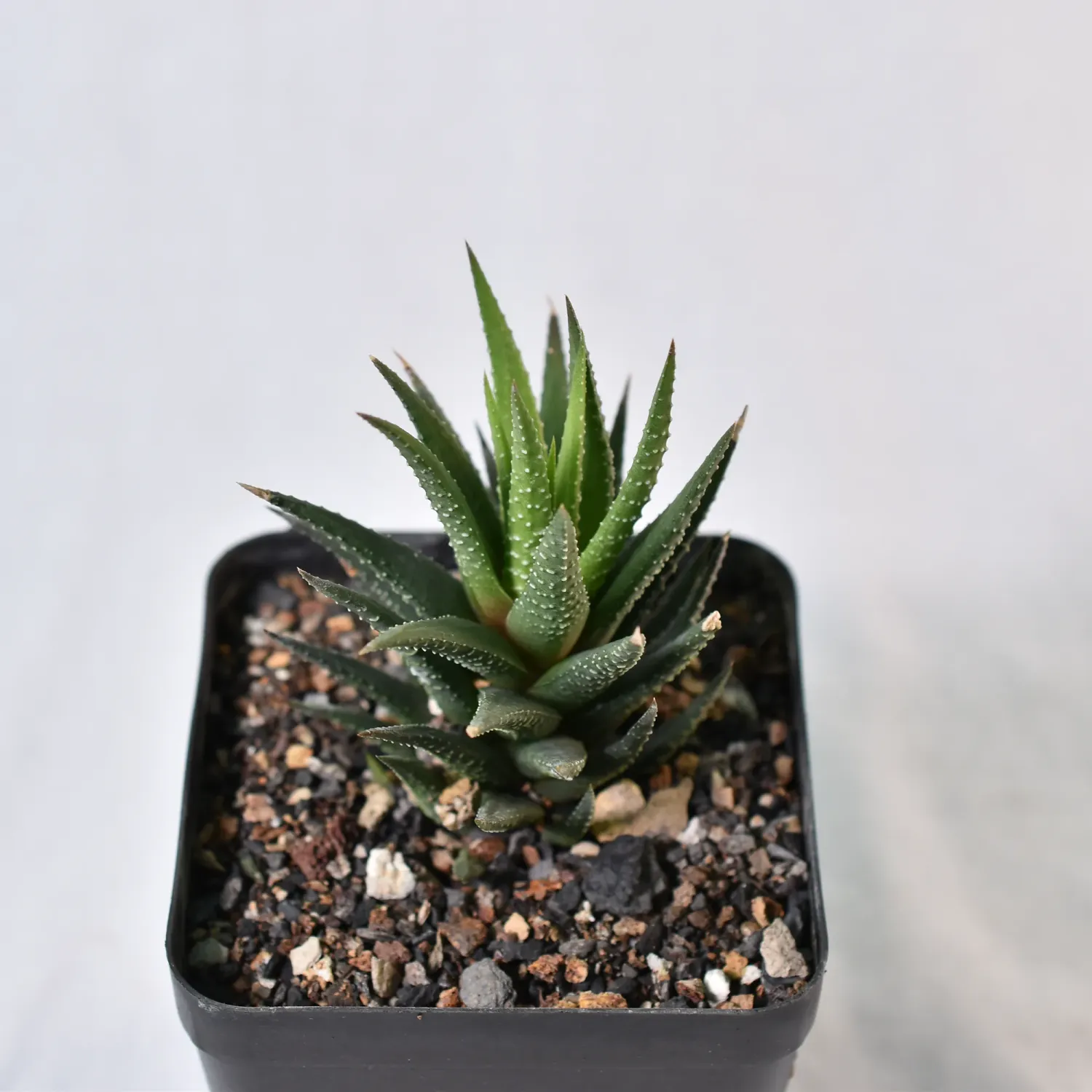 Haworthia reinwardtii hybrid