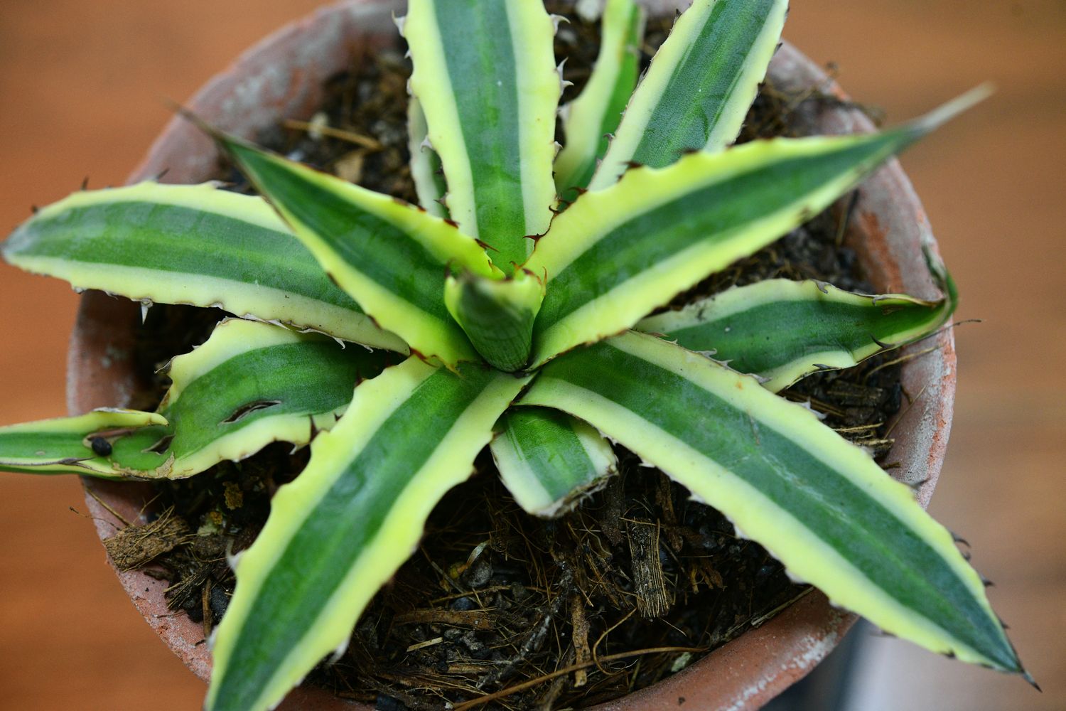 Agave xylonacantha Variegated top-down view