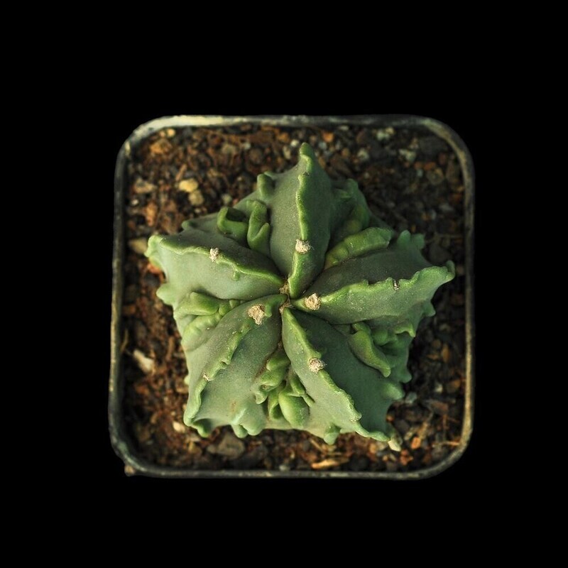 Astrophytum myriostigma cv FUKURYU NUDUM top-down view in nursery pot