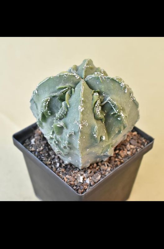 Astrophytum myriostigma cv FUKURYU NUDUM front view in container