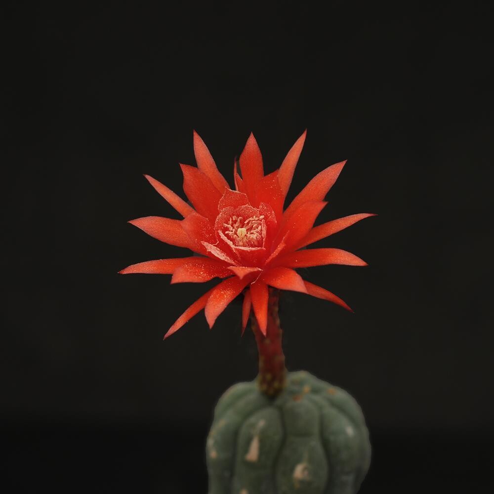 Seeds of Matucana madisoniorum