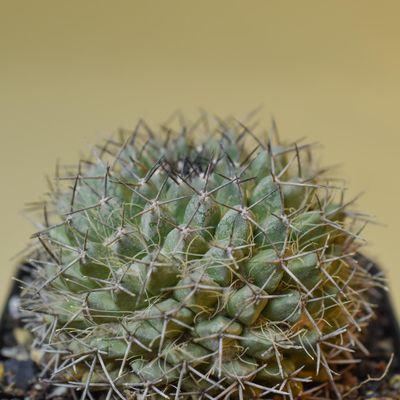 Mammillaria sp