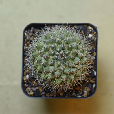 Mammillaria sp