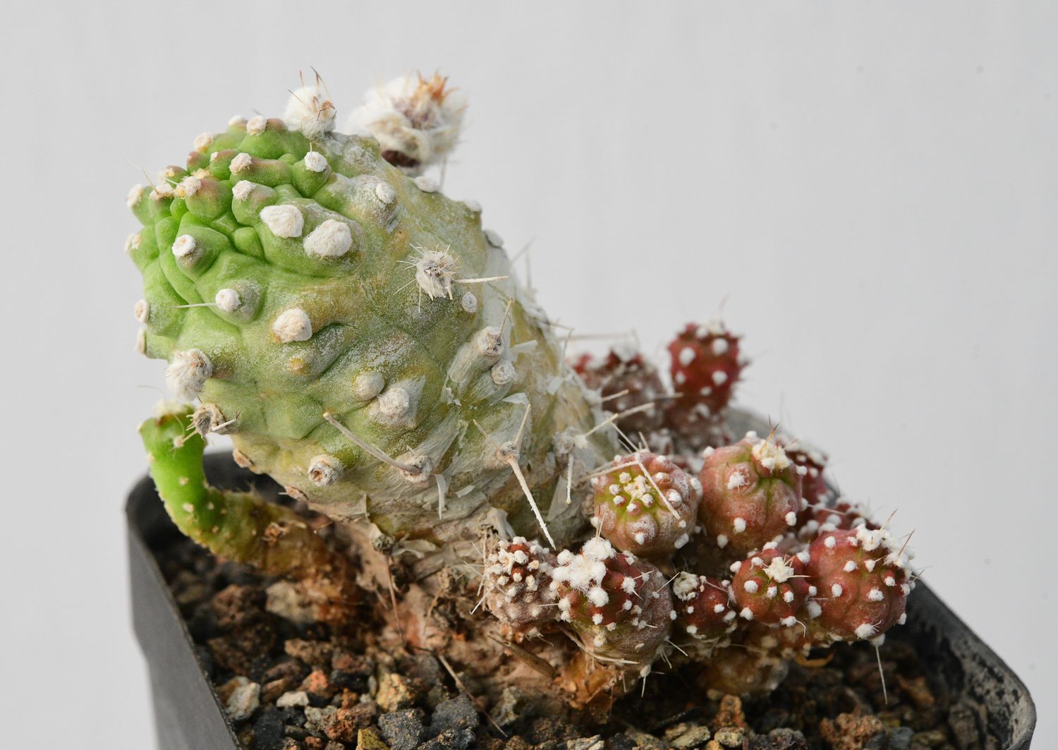 Lobivia aurea var. shaferi forma Mostruosa