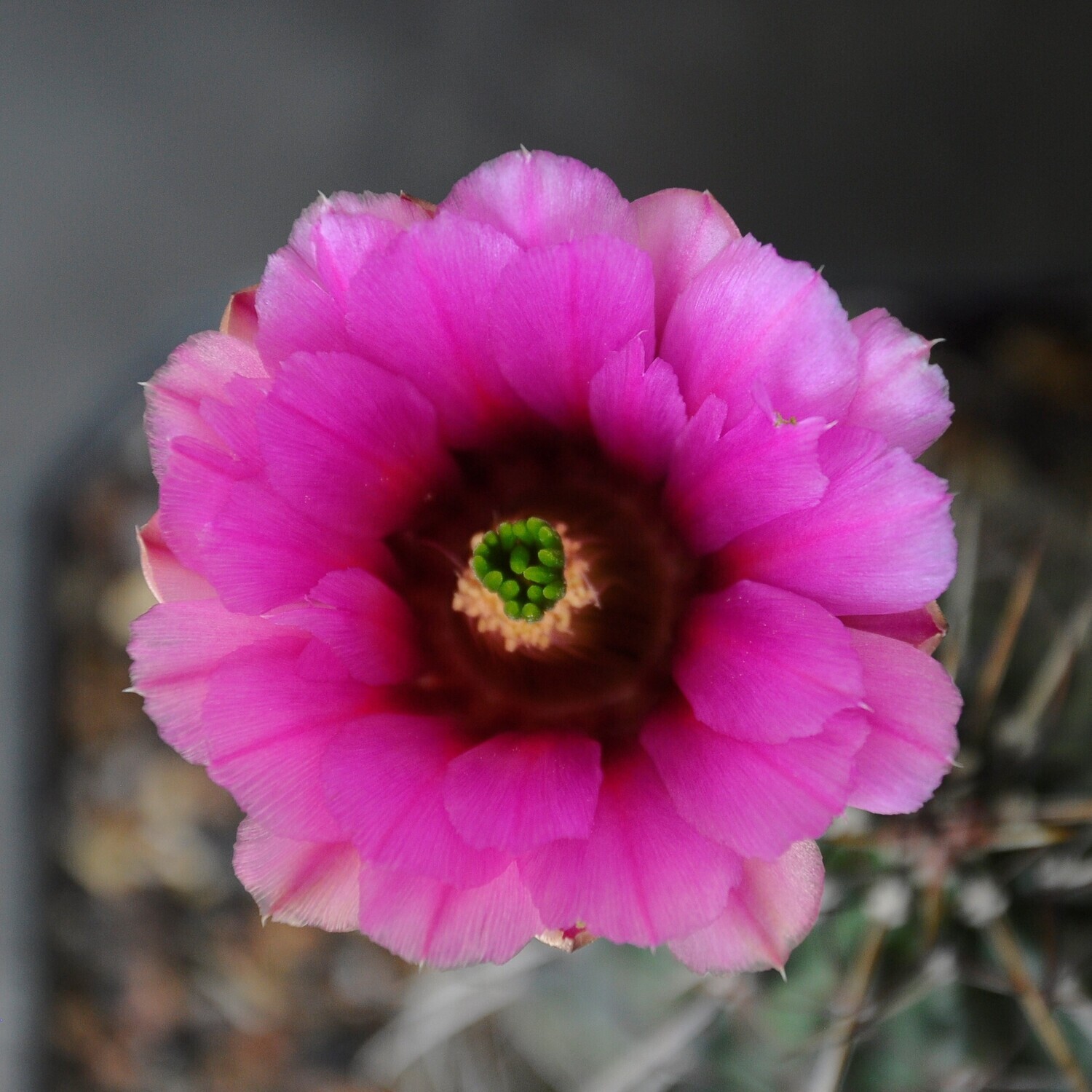 Echinocereus fendleri var. fendleri -Flower