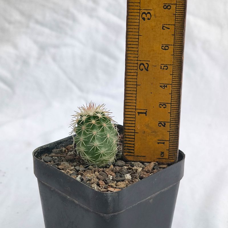 Echinocereus fendleri var. fendleri (Petrified forest, AZ)