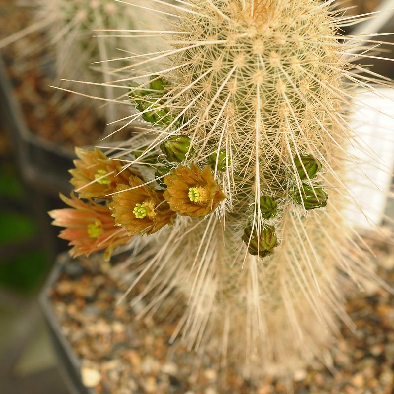 Echinocerous canus x russanthus