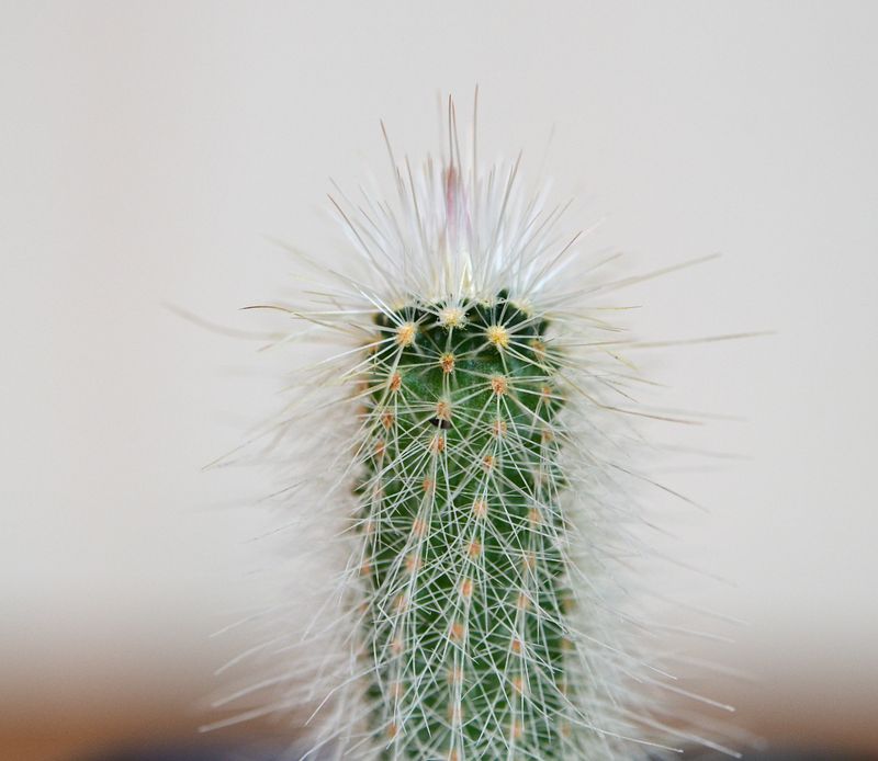 Echinocerous canus x russanthus