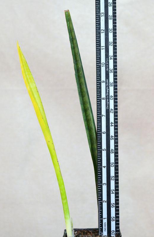 Sansevieria sulcata Variegated with measurement ruler for size reference