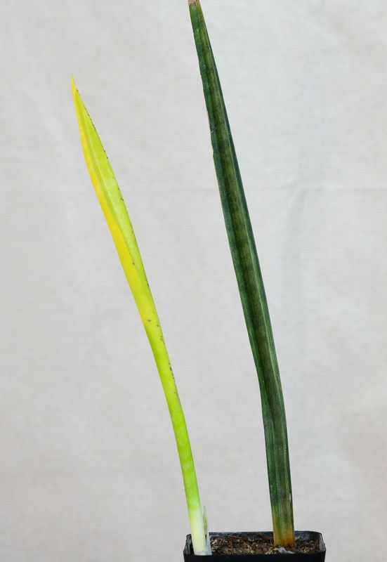 Sansevieria sulcata Variegated Sansevieria sulcata Variegated in nursery pot