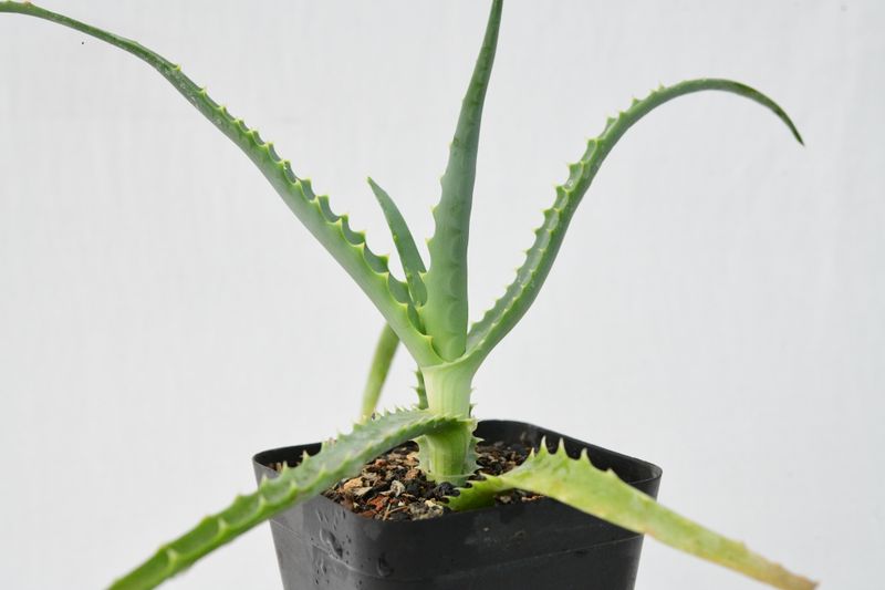 Aloe arborescens side angle view
