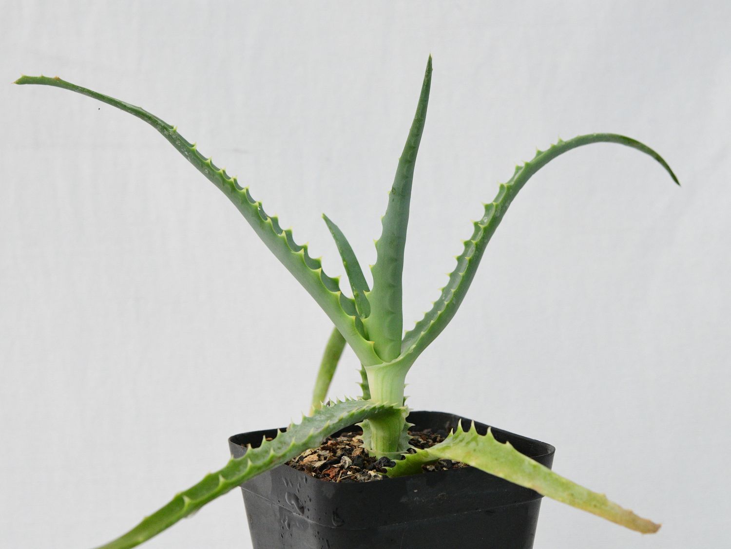 Aloe arborescens front view