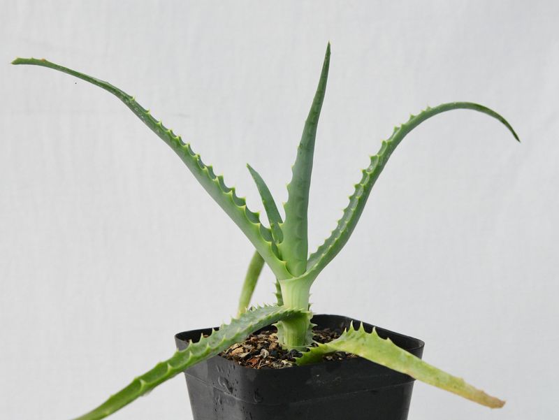 Aloe arborescens Aloe arborescens front view