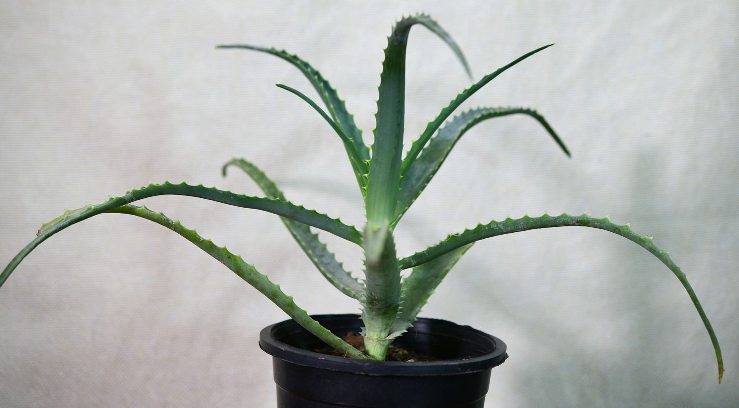 Aloe arborescens Aloe arborescens