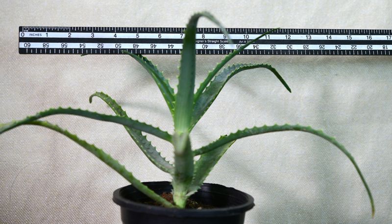 Aloe arborescens