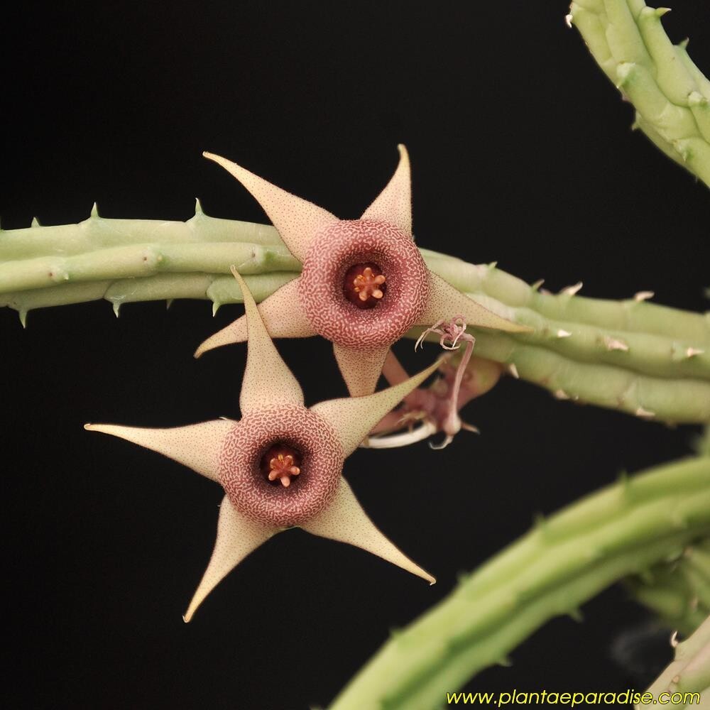 Huernia procumbens in bloom with star-shaped flowers