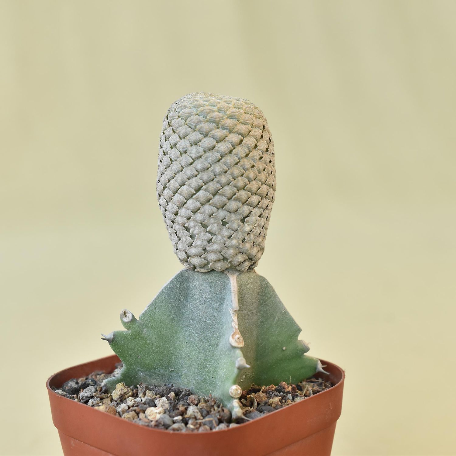 Euphorbia piscidermis