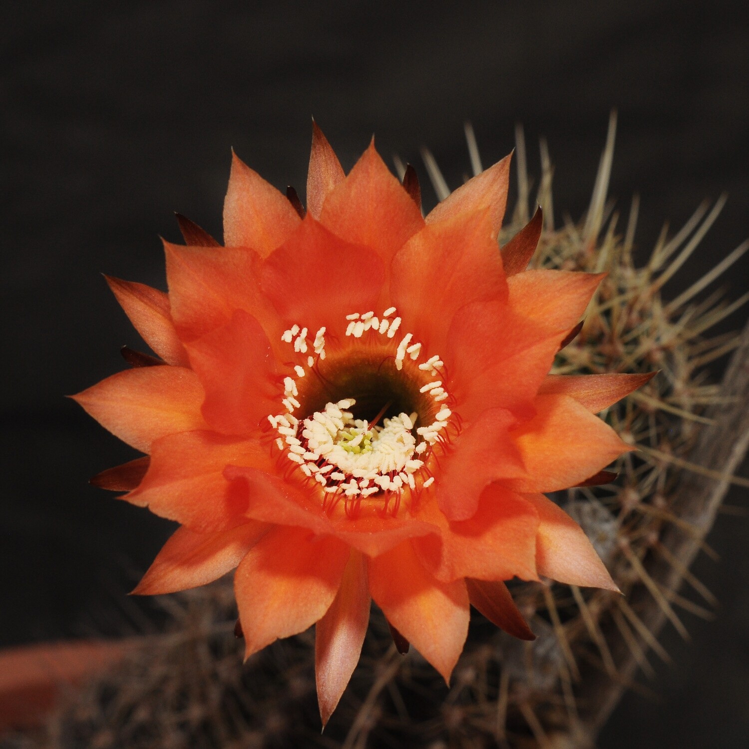 Echinopsis hybrid Sher Khan