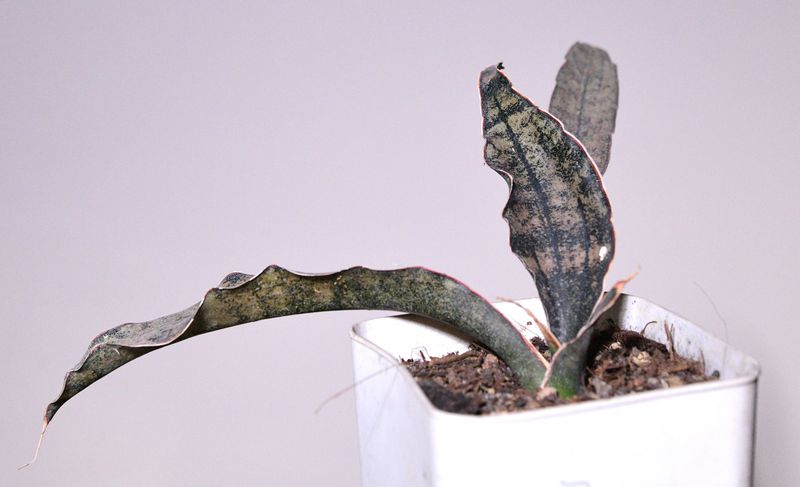 Sansevieria Kirkee Coppertone Sansevieria Kirkee Coppertone front view