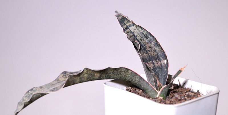 Sansevieria Kirkee Coppertone front view, different angle